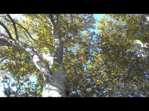 tall plane trees--მაღალი ჭადრის ხეები