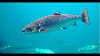 Facts: The Atlantic Salmon