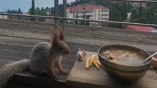 Белка в прямом эфире  #squirrel #funny #youtubeshorts #shortvideo #video #youtube