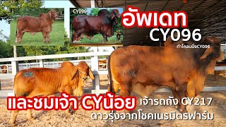 ล่าสุด❗️CY096 โคลนนิ่งแล้ว ✅ ชมเจ้ารถถัง CYน้อย ดังตั้งแต่เกิด [โชคเนรมิตรฟาร์ม]