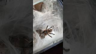 Great success! #spider #tarantula @TheDarkDen