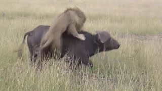 Lion Over Power By Buffalo During The Fight by TIME MACHINE 1,351,642 views 6 years ago 11 minutes, 16 seconds