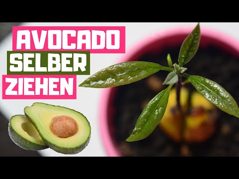 AVOCADO SELBER PFLANZEN 🥑 Von Avocadokern keimen bis Ernte