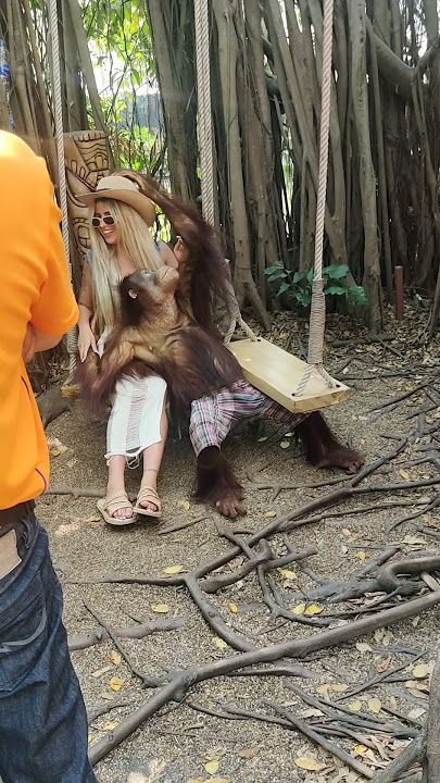 Thailand Zoo Orangutan Grabs Woman's Breasts, Lands a Smooch