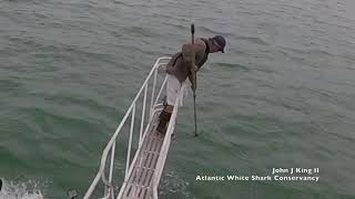 White shark surprise breach off Wellfleet, MA