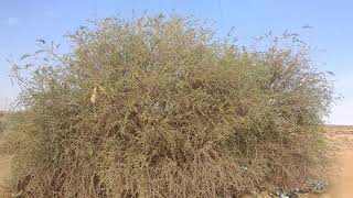 شجرة العوسج ذات الفوائد الكثيرة   Lycium shawii