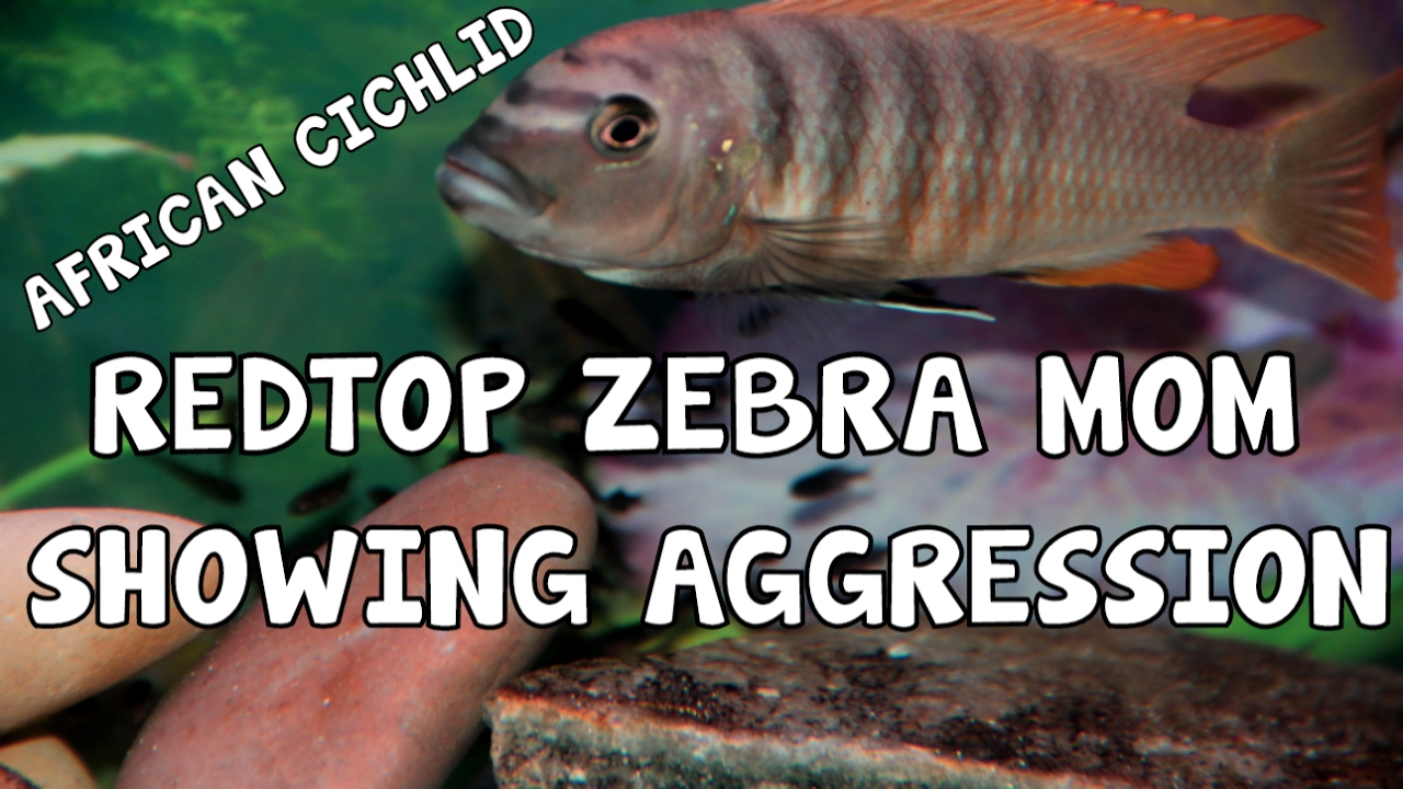 AFRICAN CICHLID│REDTOP ZEBRA MOM│SHOWS AGGRESSION YouTube