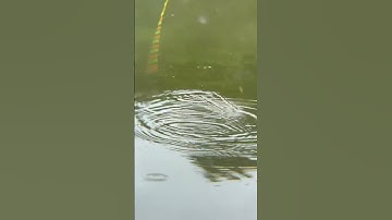 Nhịp phao rô phi ăn mồi