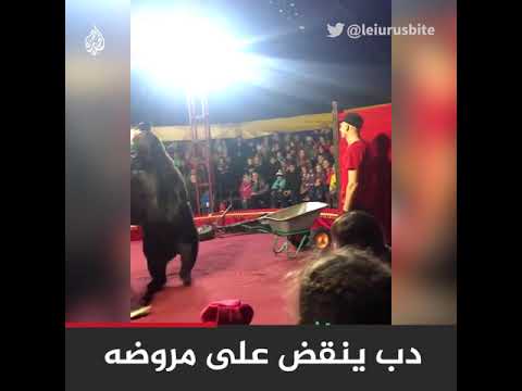 🇷🇺 في مشهد أثار ذعر الحضور.. دب ينقض بوحشية على مروضه في حلبة سيرك بـ #روسيا