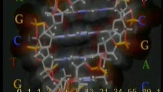 The golden ratio in DNA
