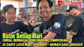 OBRAL BERBAGAI JENIS BURUNG OMBYOKAN DI DAPIT LOVE BIRD SIDOARJO - MURAH DAN LENGKAP