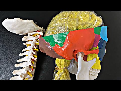 Fascial connection from brain to body (English)