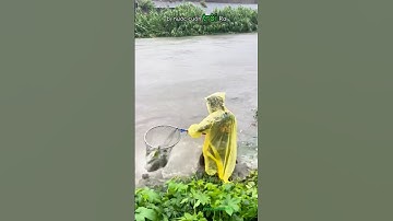 Lộc trời sau mưa bão, cá từ ao nuôi tràn ra sông – người dân chỉ cần vợt cũng bắt được.