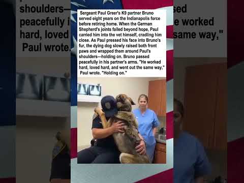 Can A Dog Die From A Taser
