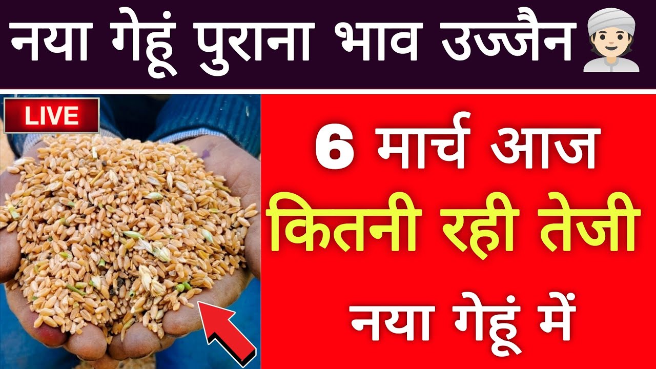 नया गेहुं भाव 06 मार्च 2026 : gehu bhav ujjain Mandi : gehu live bhav ujjain Mandi