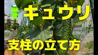 きゅうりの育て方 植え付けから支柱立て ネット張りを教えます Youtube