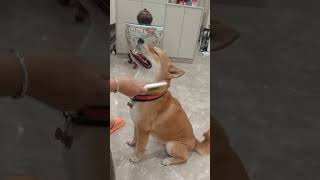 Handsome Boy 😍 #shibainu #dogsofyoutube #fypシ #pomeranian