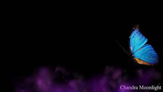 butterfly 31 || free status video || black screen effect//@CandRfun