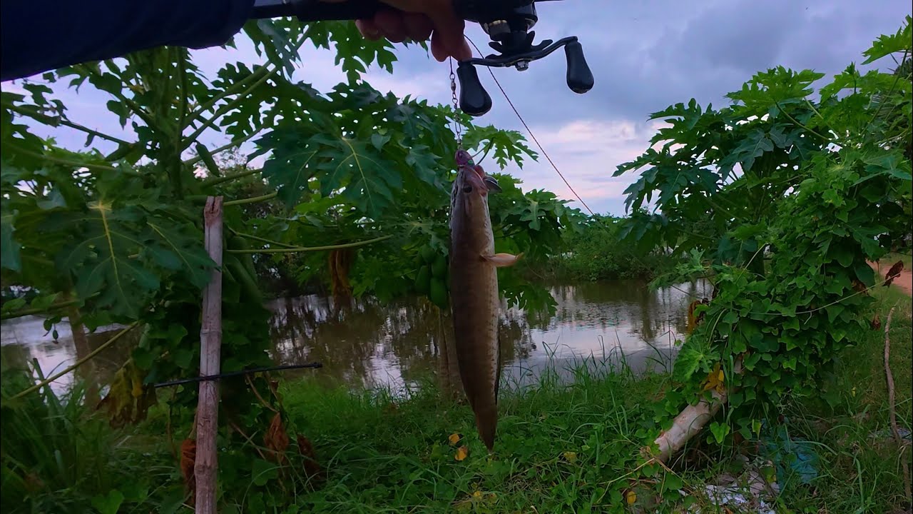 បបក់ត្រីស្រែក្បែរៗភូមិកម្សាន្តចុងសប្ដាហ៍/Fishing Snakehead Fish Neaby Village At The weekend.