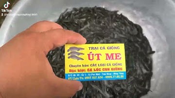 #cá_lóc_giống #cá #trại_cá_giống_út_me #cá_lóc #cá_giống #fish #thủy_sản #fishing 09 09 77 05 09