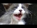 猫の集会に子猫がひょっこり現れた　猫と仲良くなるまで２年間のドキュメント♯1
