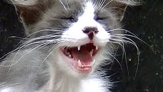 猫の集会に子猫がひょっこり現れた　猫と仲良くなるまで２年間のドキュメント♯1