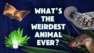 Meet The 10 Weirdest Animals You Definitely Didn’t Know Existed!