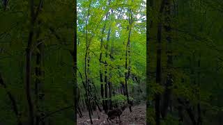 Deer Stops For A Pee