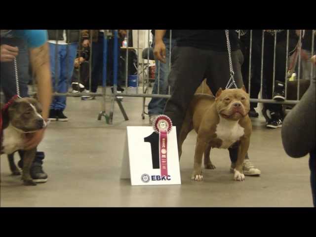 American Bully — EBKC – European Bully Kennel Club