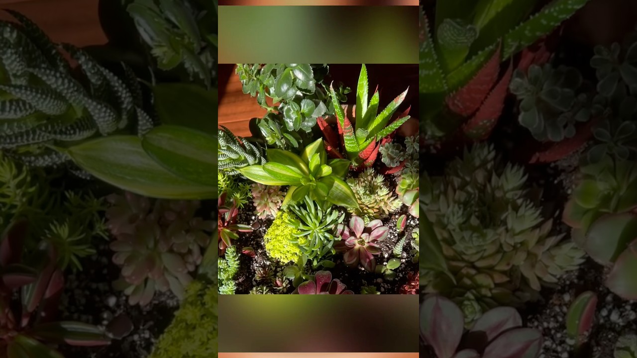 #succulent