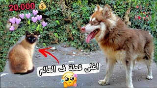 رد فعل روكي لما جبت له اغلى قطة في العالم ??