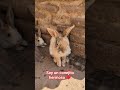 #animales #animals #pets #mascotas #conejo #bunny #rabbit #viral #viralvideo #shorts #viralshorts