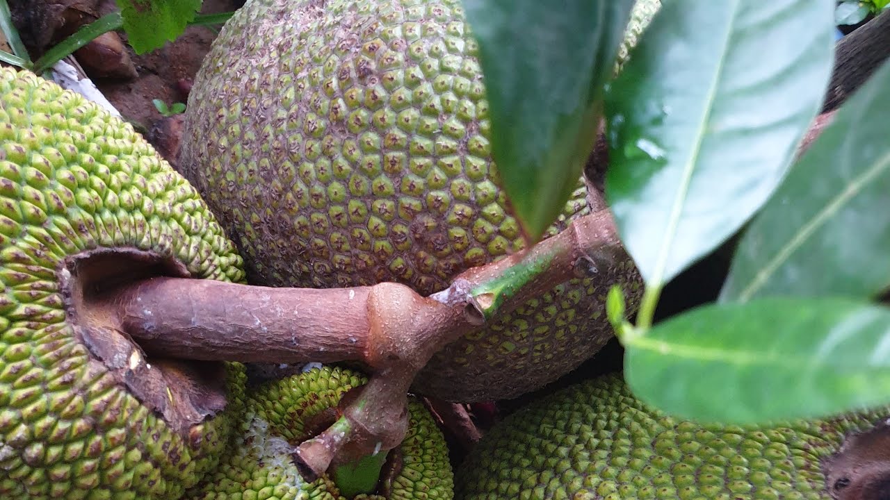 Jackfruit with raining 