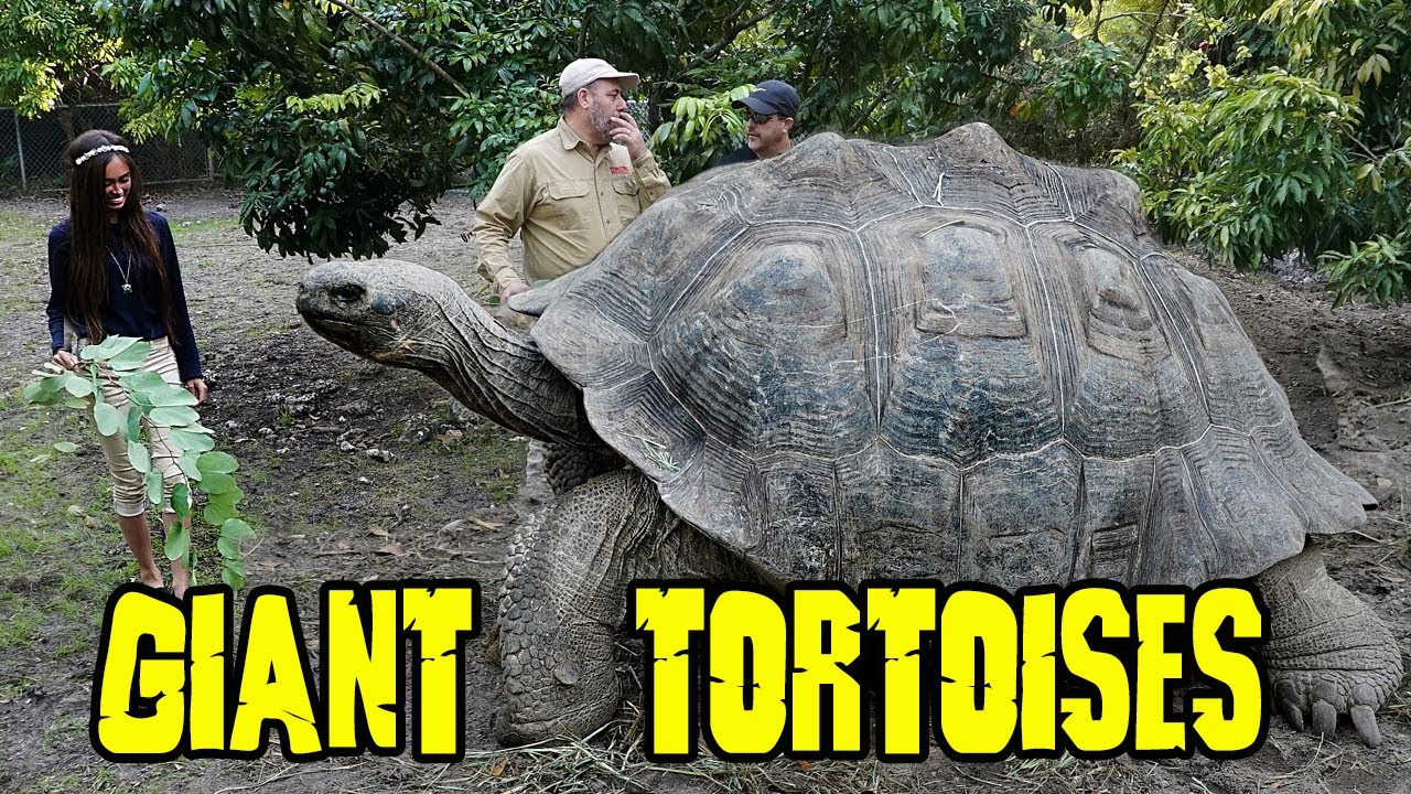 how big is the galapagos tortoise