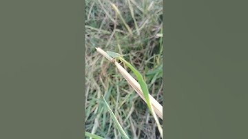 Grasshopper in rice fields....Go Green #nature #speices