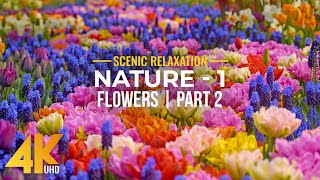 Incredible Nature in 4K UHD - Season 1; Episode 2 - Amazing FLOWERS in Bloom (nature sounds) screenshot 3
