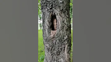 Кто живёт в дупле?