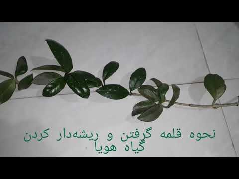 تصویری: نحوه طراحی یک باغ سرپوشیده موفق: 13 مرحله