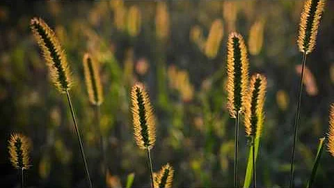Cosa mangiare per chi è allergico alle graminacee?