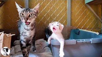 Mama cat talking to her kitten, who is meowing loudly and asking for milk
