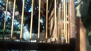 Murai tanah atau kacer kah????...  Apakah ini termasuk kategori gacor...