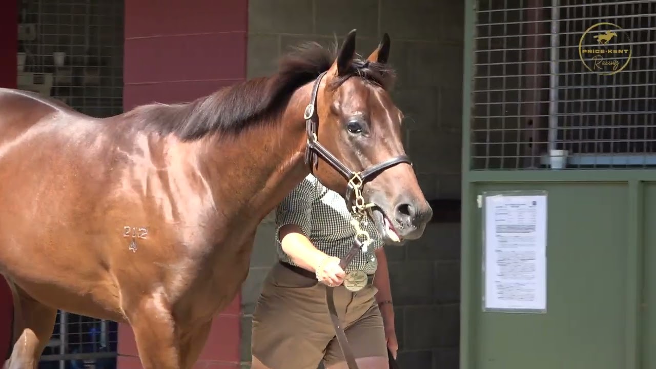 2026 Gold Coast Magic Millions Too Darn Hot x Miss Antaeus Colt