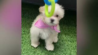 Delilah - Maltipoo Puppy for Sale in Dallas, Texas