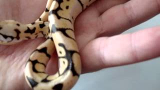 Celebrity Unboxing Bumblebee Ball Python and Miami Cornsnake from BHB 2012 Profile