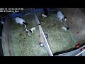 Birth of Baby Goats on the Farm 2:30am