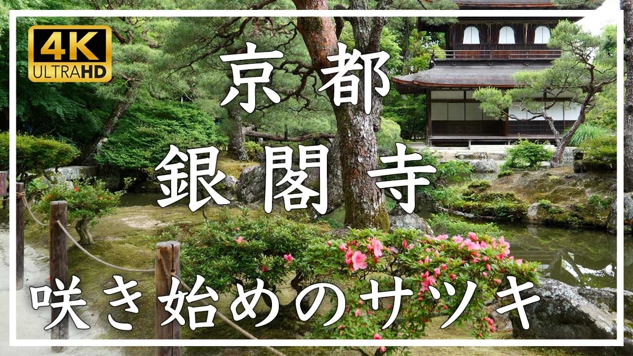 春の京都 花巡り 〜 銀閣寺 〜 世界遺産の古刹。境内のさつきが咲き