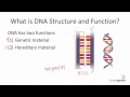 Understanding DNA Structure and Function