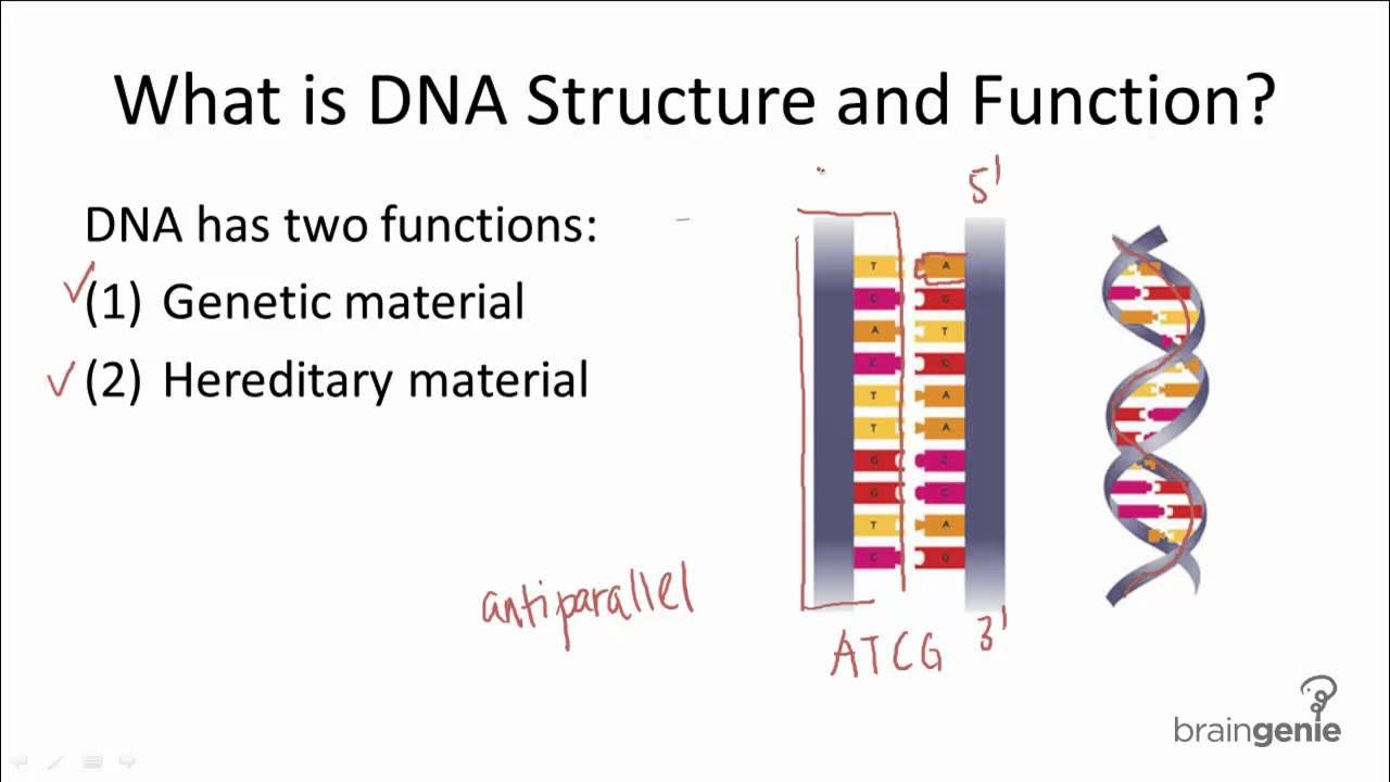 What is a dna. Dna structure. what are dna. dnaa.