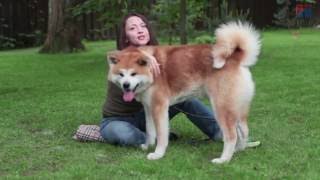 Акита-ину – собаки-защитники с Евгенией Тимоновой | Hill's