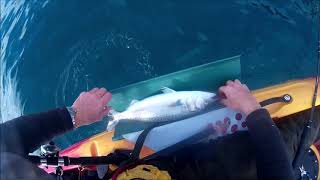 Landing a fish with a Joneseez Fish Cradle